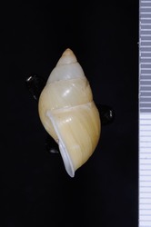 Partula dentifera image