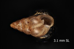 Lamellidea pusilla image