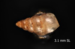 Lamellidea pusilla image