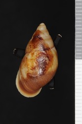 Partula planilabrum image