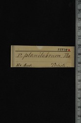 Partula planilabrum image