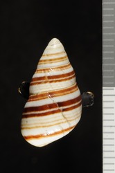 Achatinella bellula image
