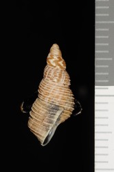Newcombia canaliculata image