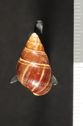 Achatinella mustelina image