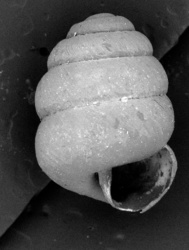 Columella olaaensis image