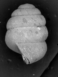 Columella olaaensis image