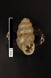 Gastrocopta pediculus image