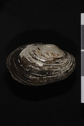 To ANSP Malacology Collection (syntype of Unio rovirosai. Pilsbry, 1900. Nautilus 13 (12): 140-141  - catalog no. 85916)