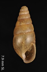 Leptachatina octogyrata image