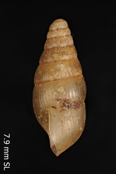 Leptachatina octogyrata image