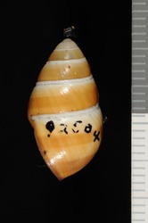 Achatinella bulimoides elegans image