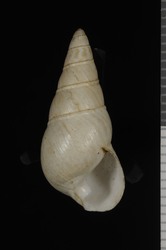 Image of Partulina terebra