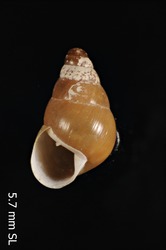Auriculella lanaiensis image