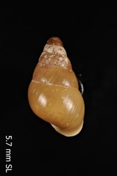 Auriculella lanaiensis image