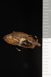 Tropidoptera thaanumi image