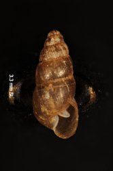 Image of Lamellidea polygnampta
