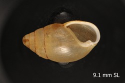 Leptachatina pachystoma image