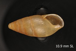 Leptachatina pupoidea image
