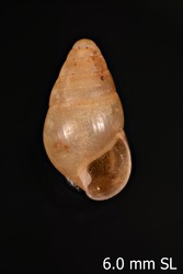 Image of Leptachatina brevicula