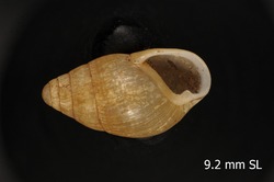 Image of Leptachatina nitida