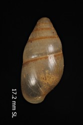 Leptachatina ovata image