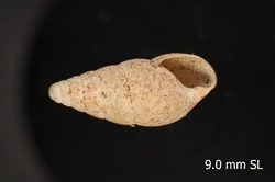 Image of Leptachatina defuncta