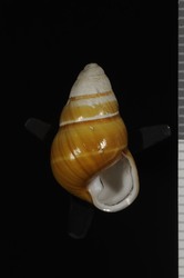 Achatinella decipiens image
