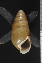 Image of Leptachatina opipara