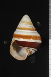 Achatinella apexfulva image