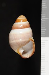 Image of Achatinella bulimoides