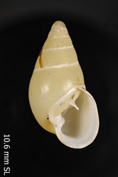 Image of Auriculella olivacea