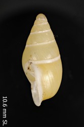 Auriculella olivacea image