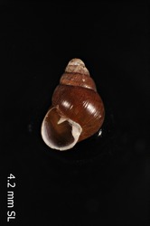 Auriculella perversa image