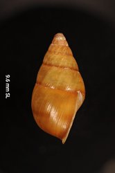 Auriculella diaphana image
