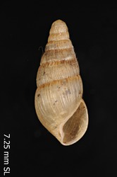 Image of Leptachatina supracostata