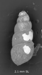 Lamellidea cylindrica image