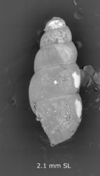 Lamellidea cylindrica image