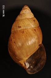 Image of Amastra kaunakakaiensis