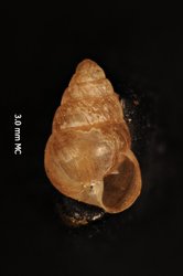 Image of Tornatellides procerulus