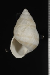 Achatinella caesia image