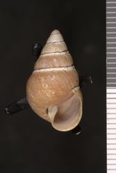 Image of Achatinella mustelina