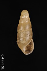 Image of Leptachatina sagittata