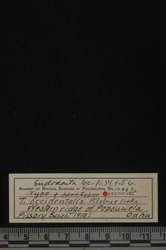 Tornatellaria occidentalis image