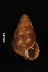 Image of Tornatellides popouelensis