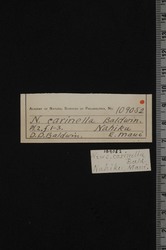 Perdicella carinella image