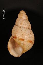 Image of Perdicella helena