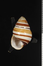 Image of Achatinella fuscobasis