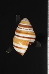 Achatinella fuscobasis image