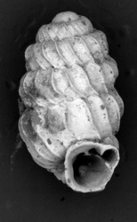 Lyropupa plagioptyx image