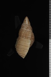 Newcombia canaliculata image